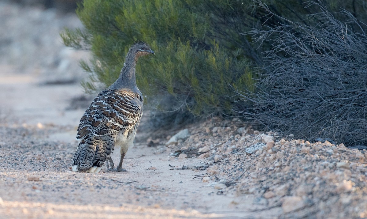 Malleefowl - Ian Davies