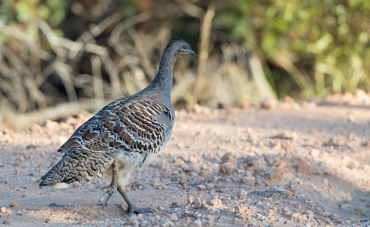 Malleefowl - ML82227841