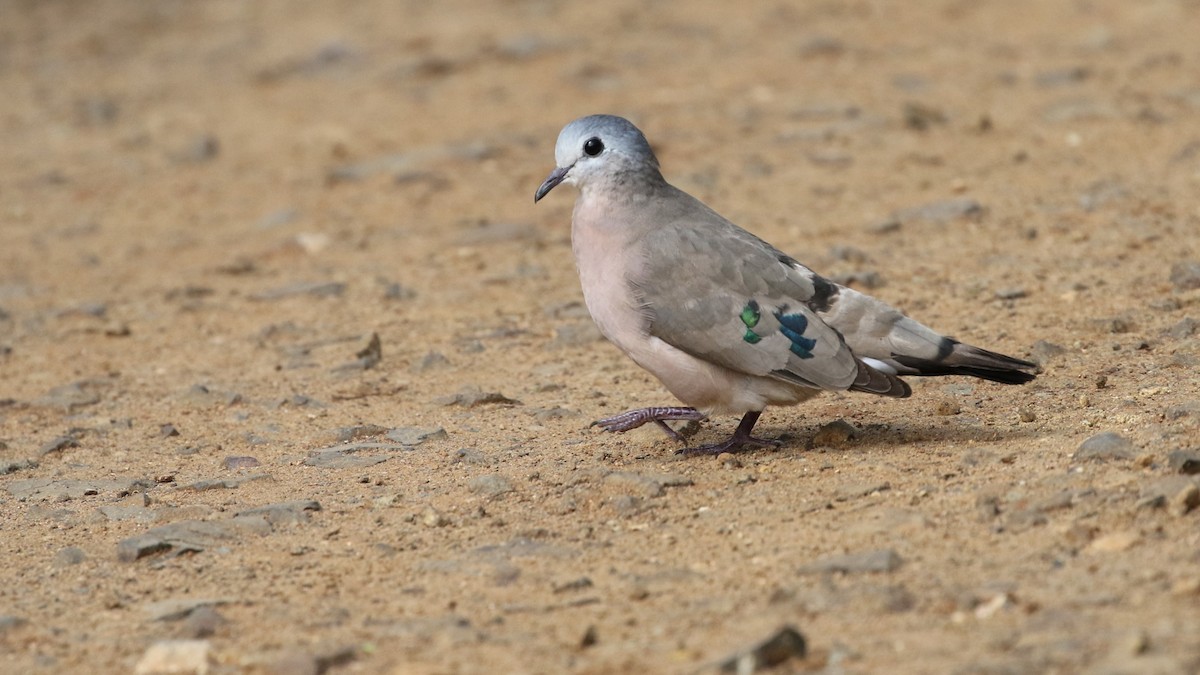 Emerald-spotted Wood-Dove - ML82228591