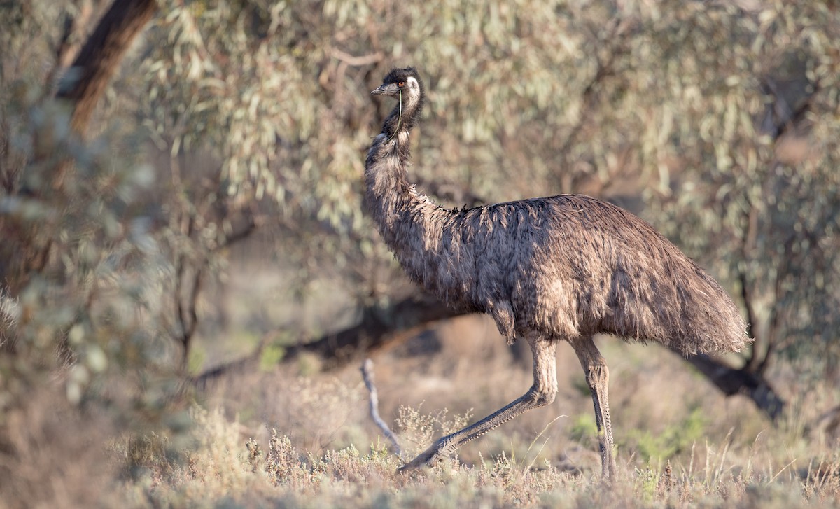 Emu - Ian Davies