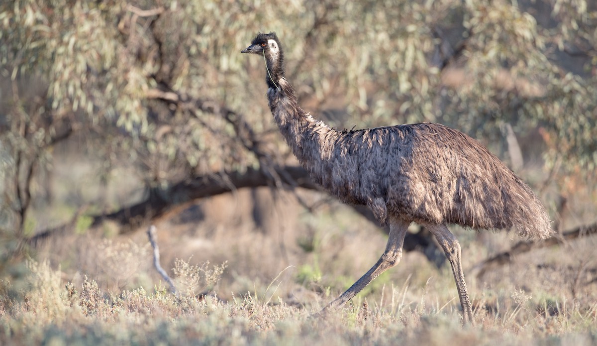 Émeu d'Australie - ML82229161