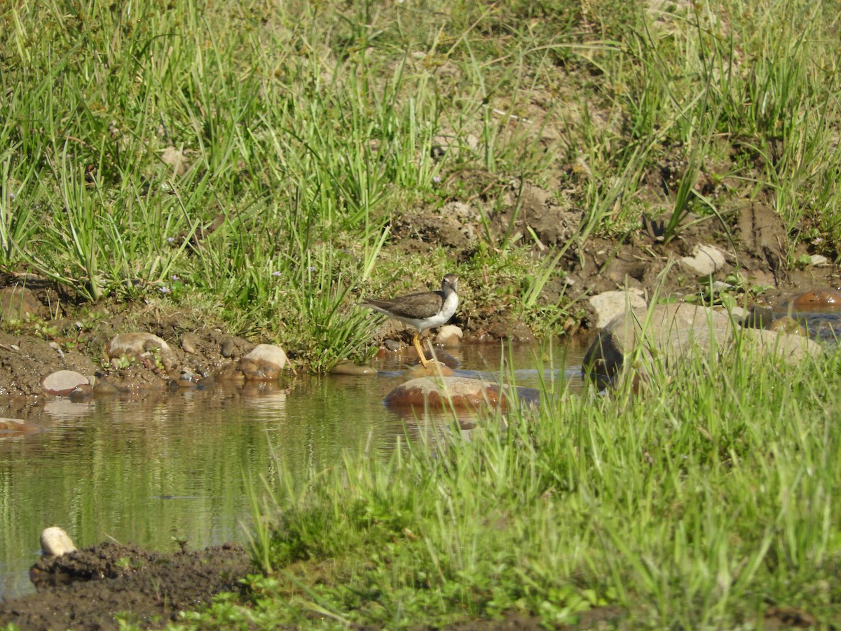 Spotted Sandpiper - ML82229911