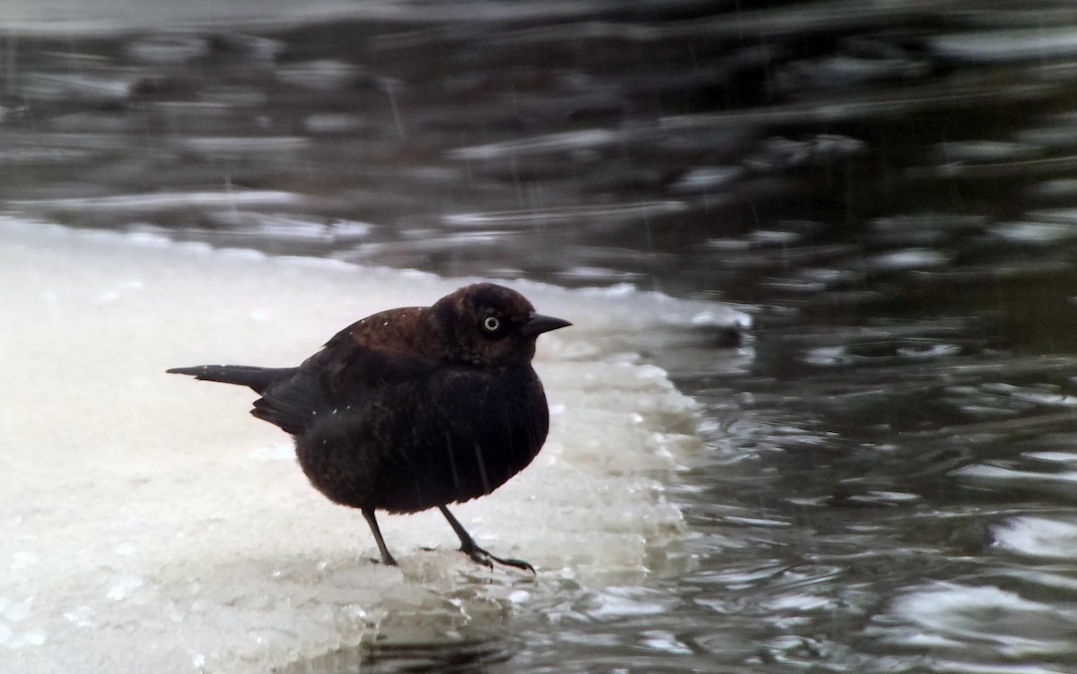 Rusty Blackbird - ML82230401