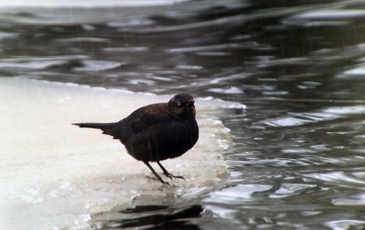 Rusty Blackbird - ML82230411