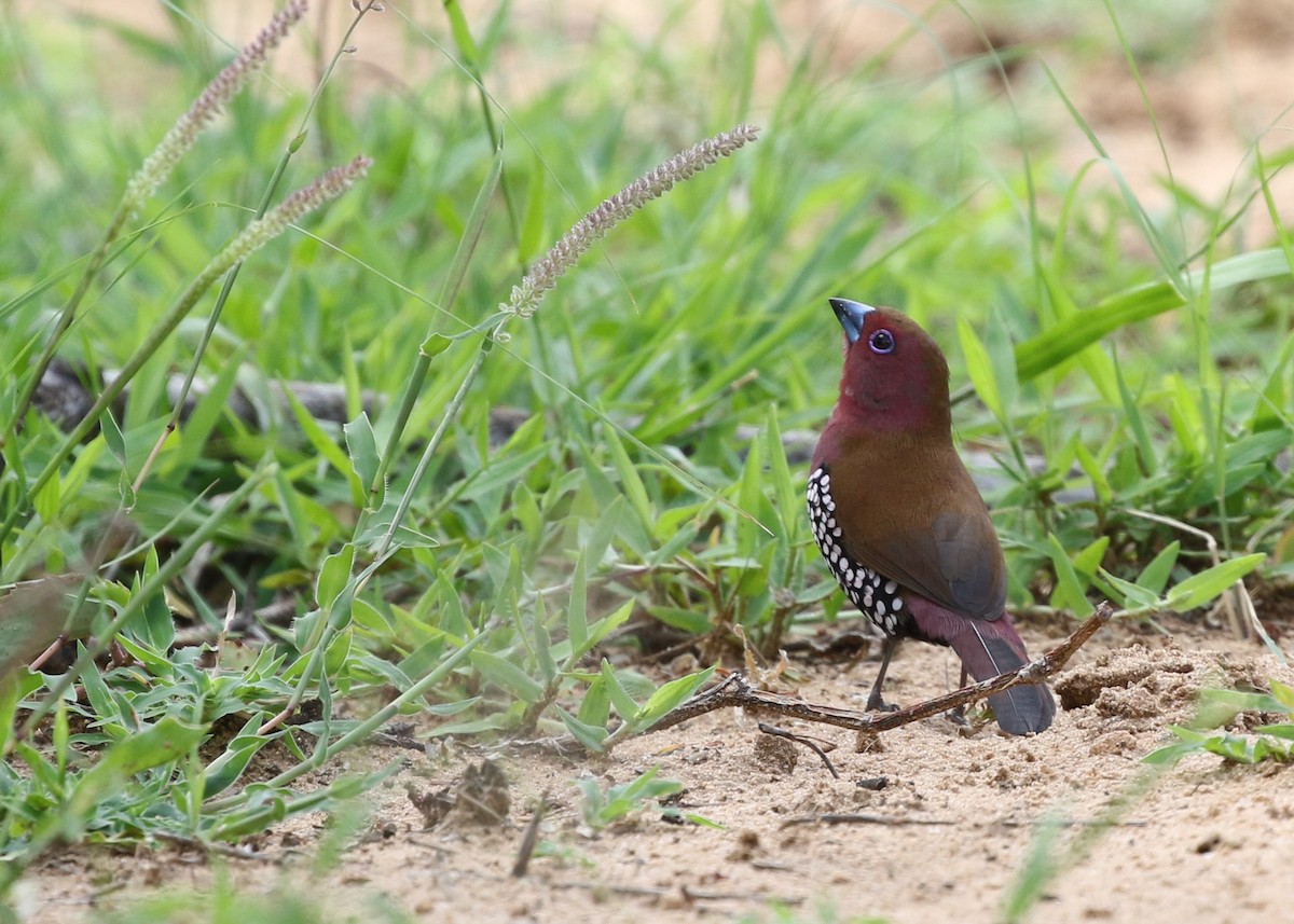 Pink-throated Twinspot - ML82230481