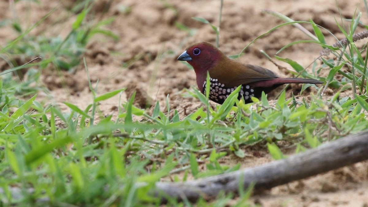 Pink-throated Twinspot - ML82230601