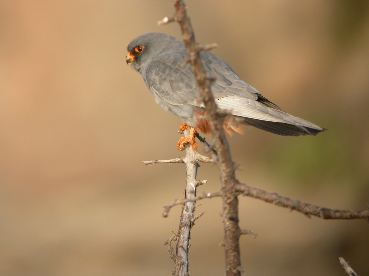 Red-footed Falcon - Eric Barnes