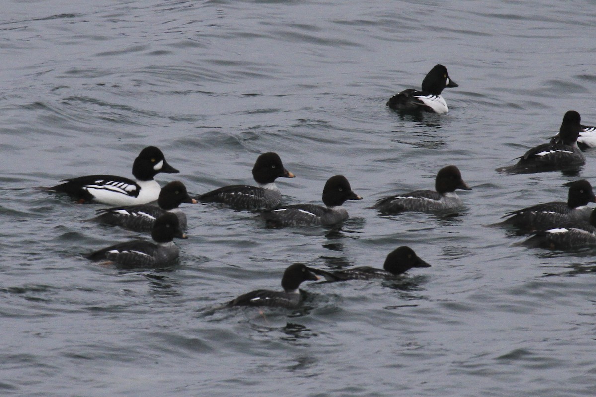 Common x Barrow's Goldeneye (hybrid) - ML82231281