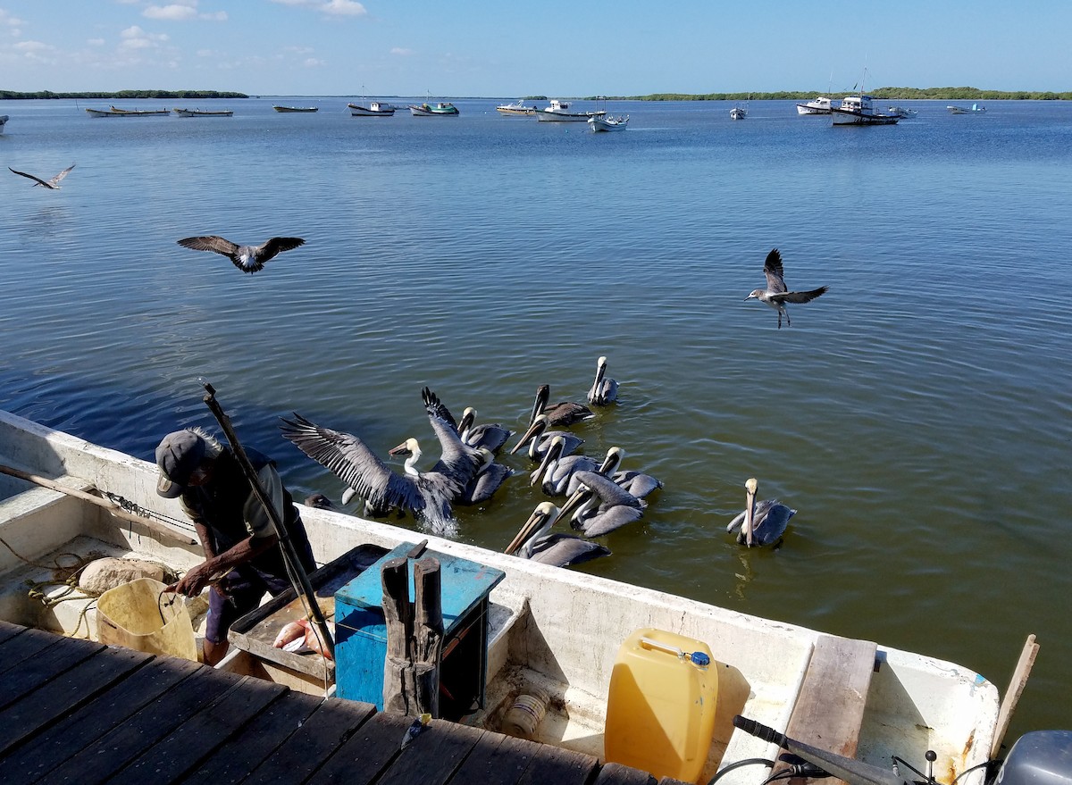 Brown Pelican (Atlantic) - Jay McGowan