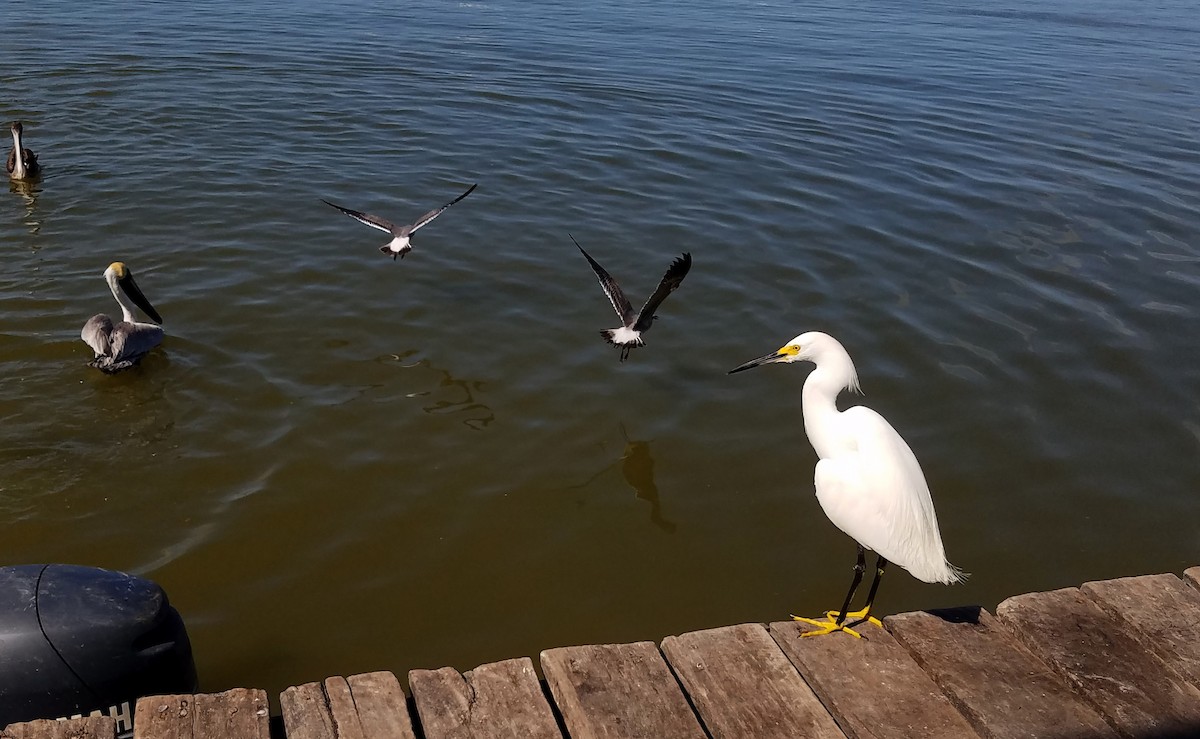 Snowy Egret - ML82232031