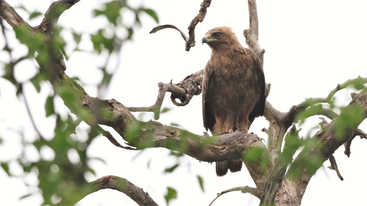 Wahlberg's Eagle - Dean LaTray