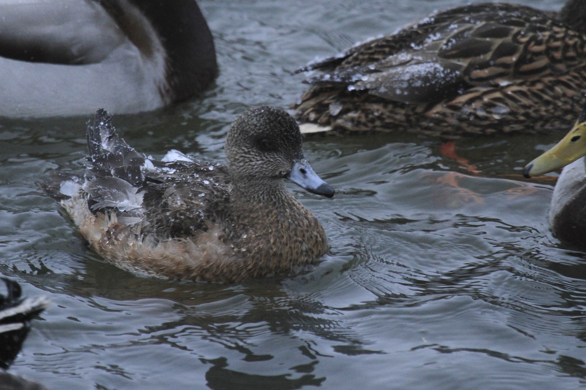 American Wigeon - Nick Hajdukovich