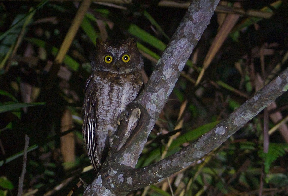 Luzon Scops-Owl - ML82234581