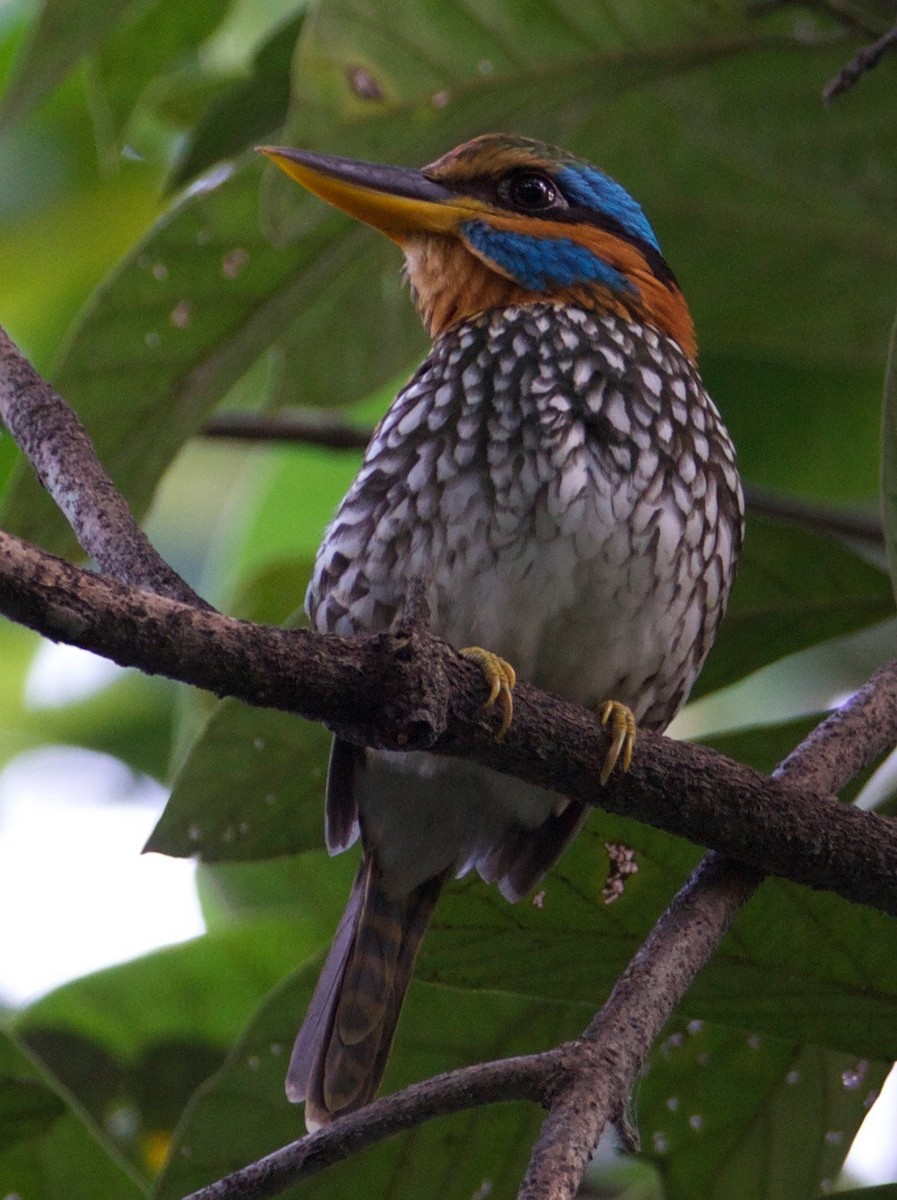 Spotted Kingfisher - ML82235141