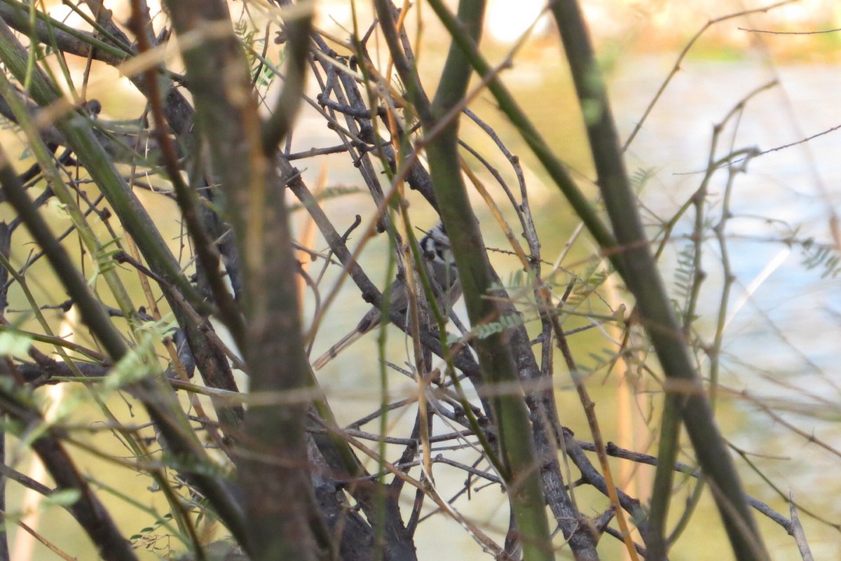 Bridled Titmouse - Jeanne  Burns