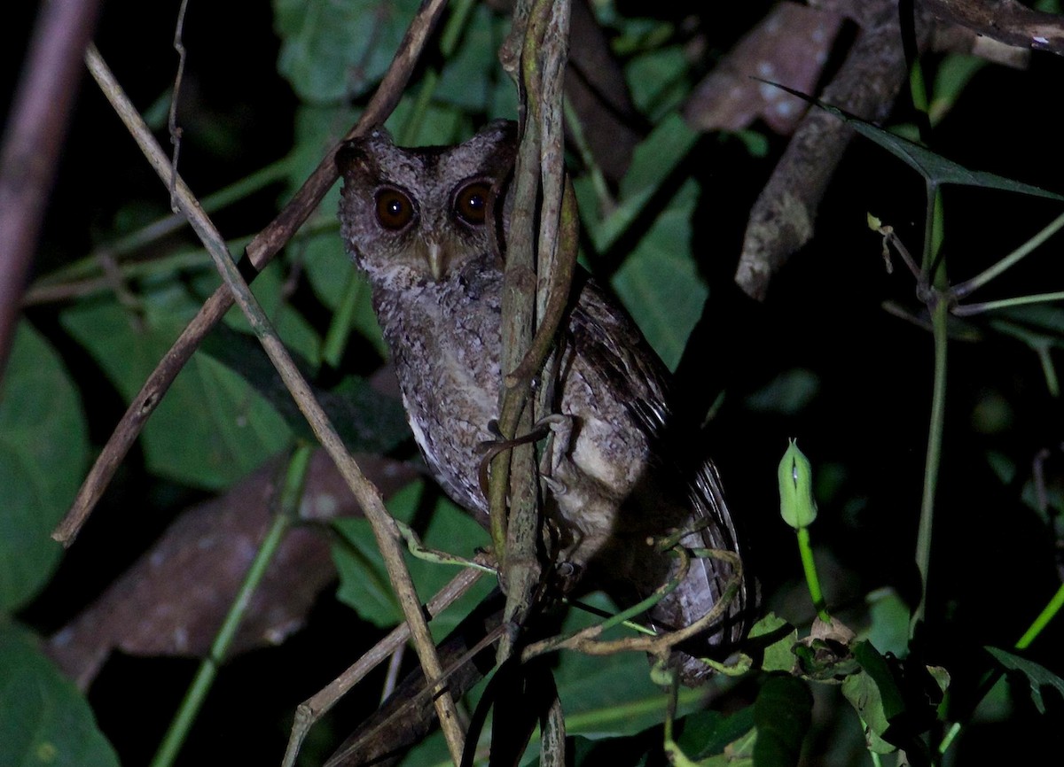 Philippine Scops-Owl - Eric Barnes