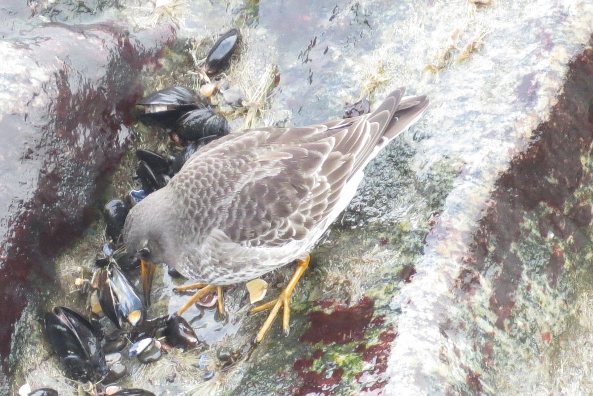 Purple Sandpiper - ML82236081