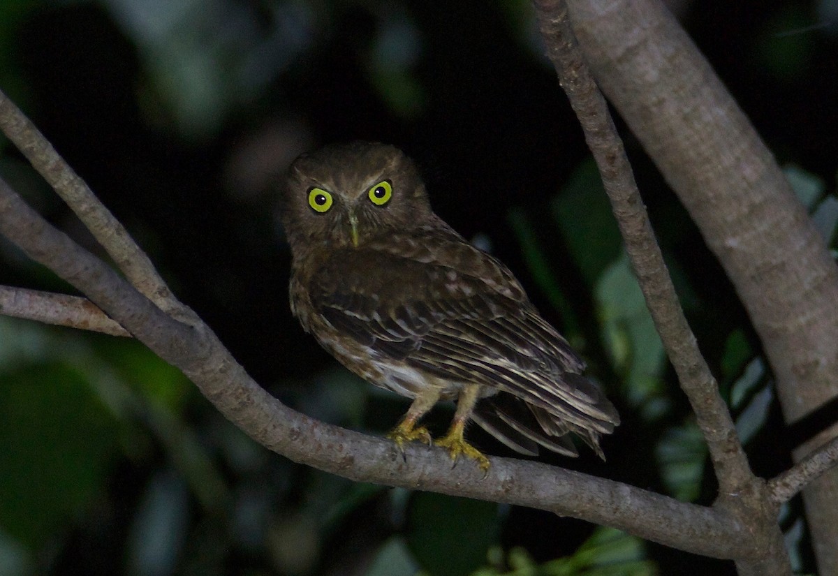 Luzon Boobook - Eric Barnes