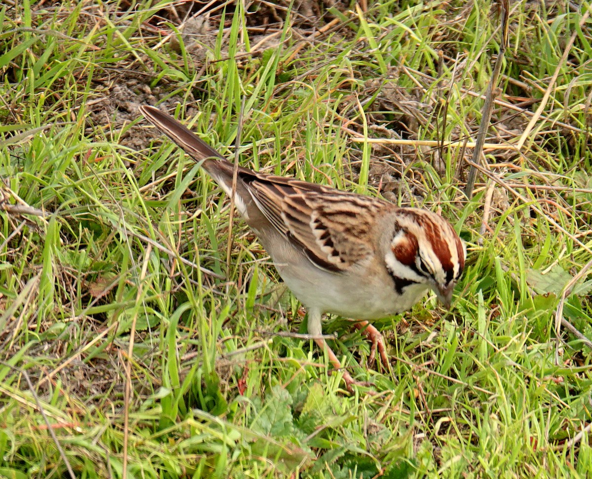 Lark Sparrow - David Zittin