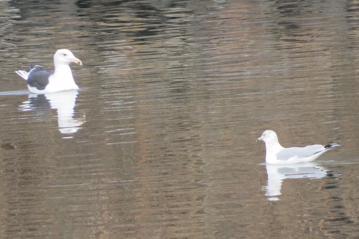 Great Black-backed Gull - Anonymous