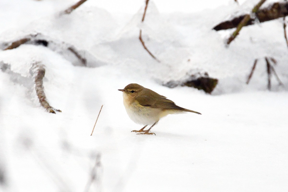 Common Chiffchaff - ML82237091