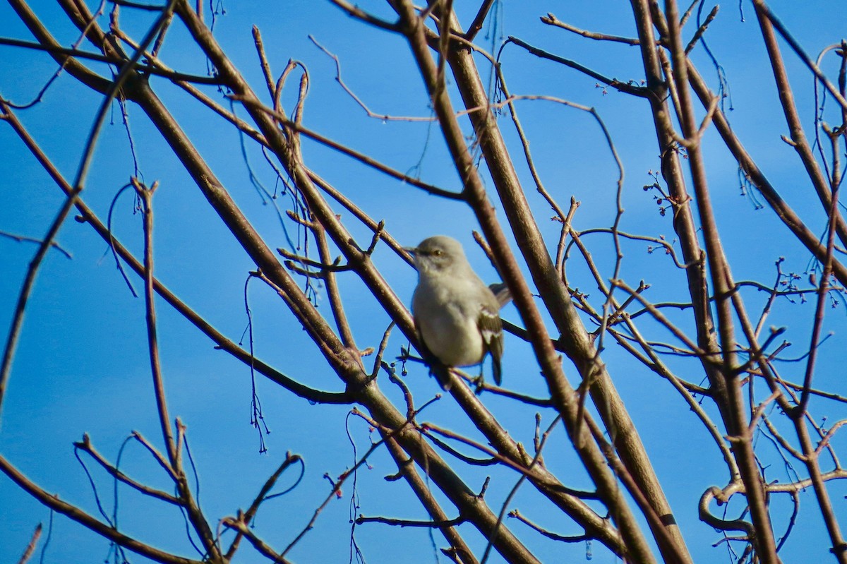 Northern Mockingbird - Jim Carroll