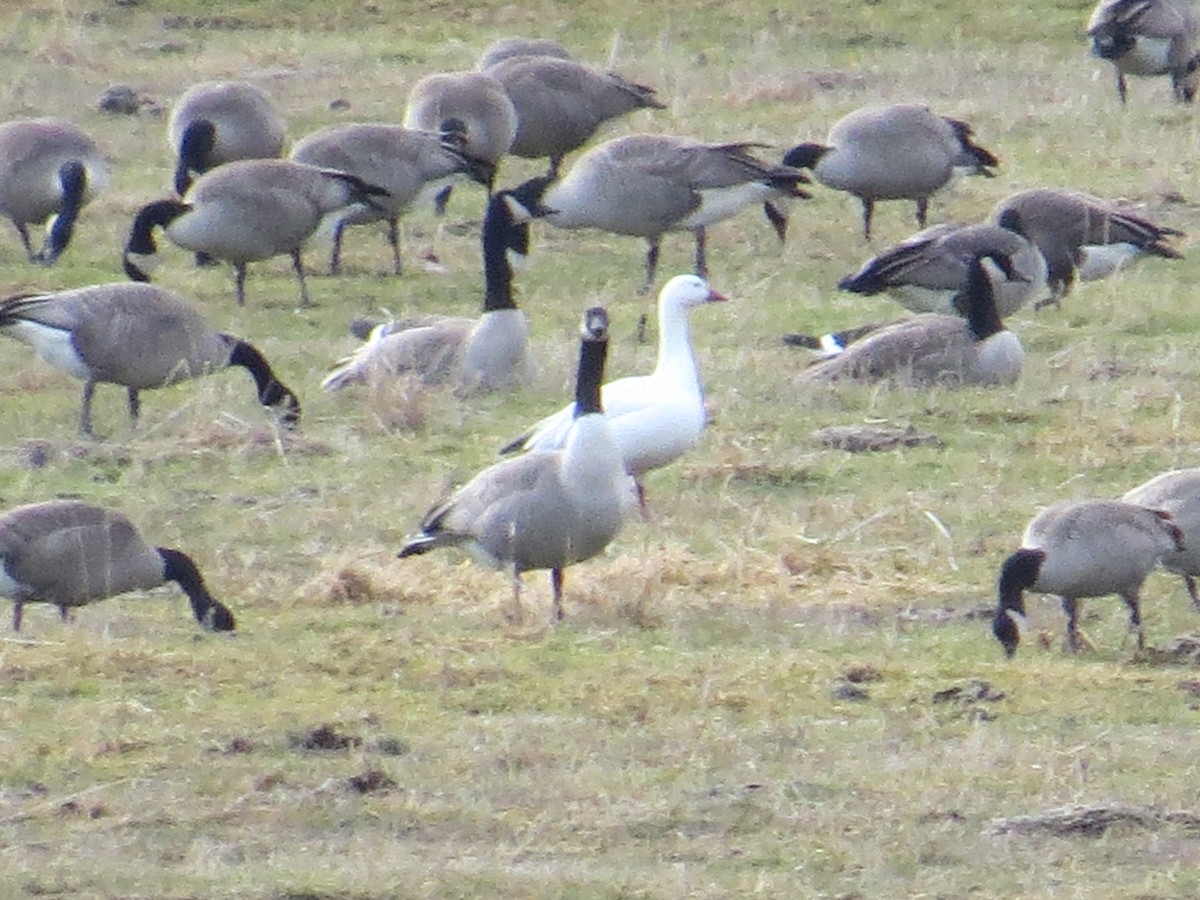 Snow Goose - ML82238971