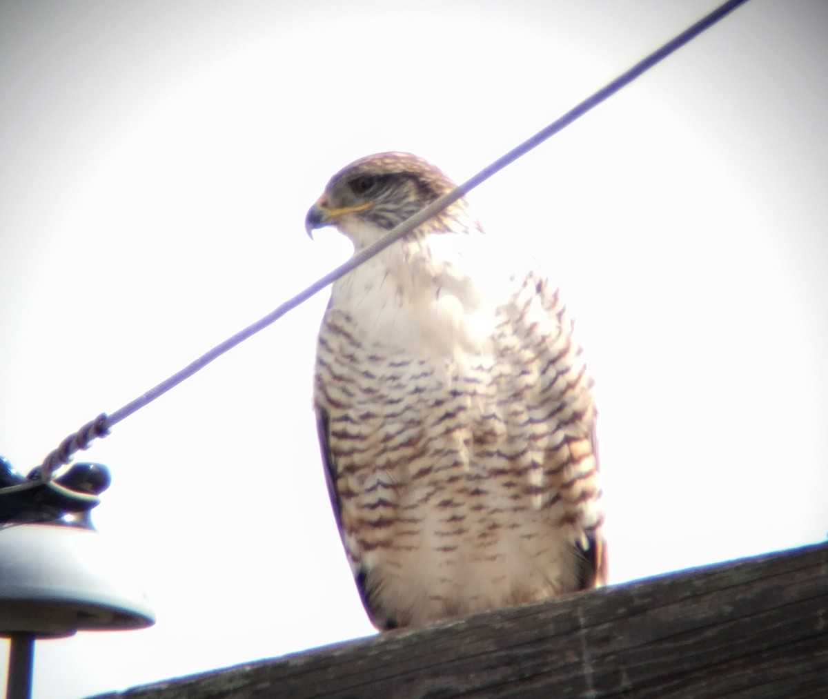 Ferruginous Hawk - ML82239681