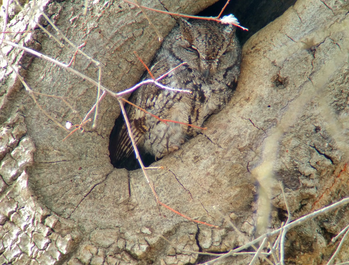 Western Screech-Owl - ML82241161