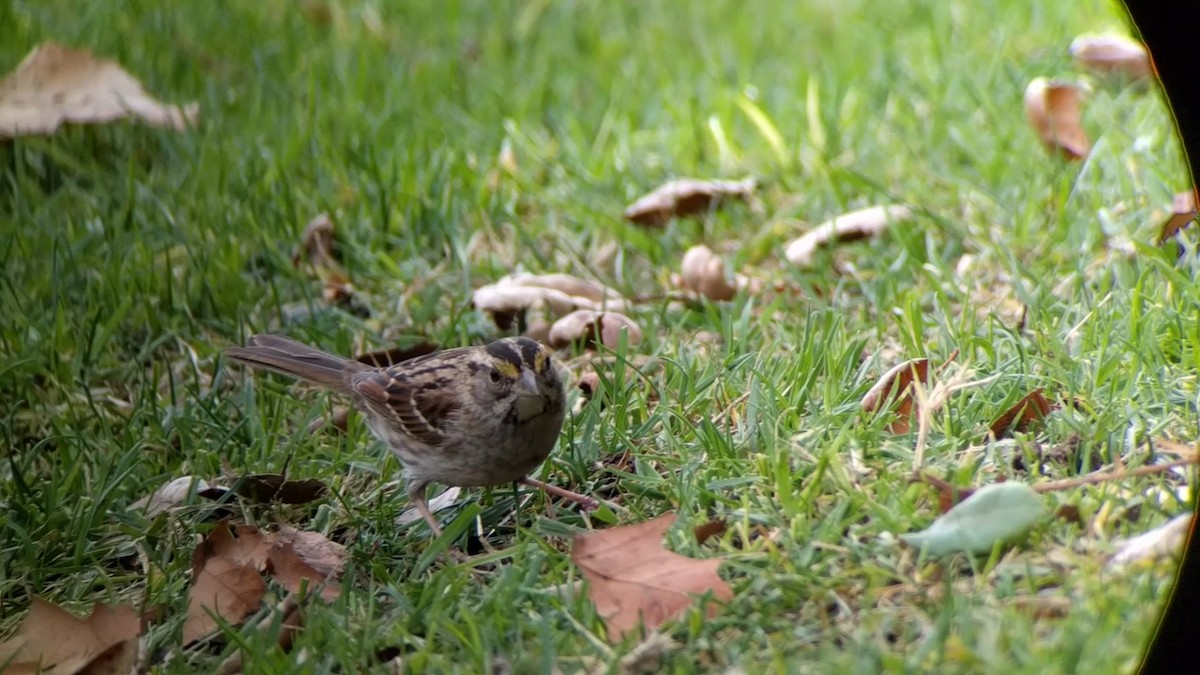 White-throated Sparrow - ML82242931