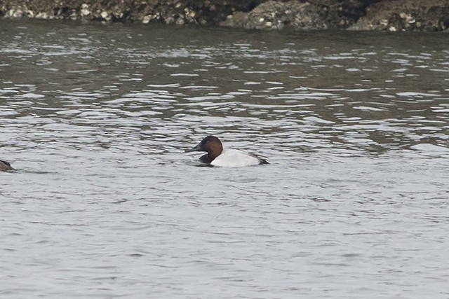 Canvasback - Martin Wall