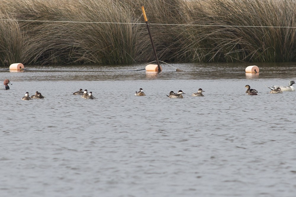 Ruddy Duck - ML82243111