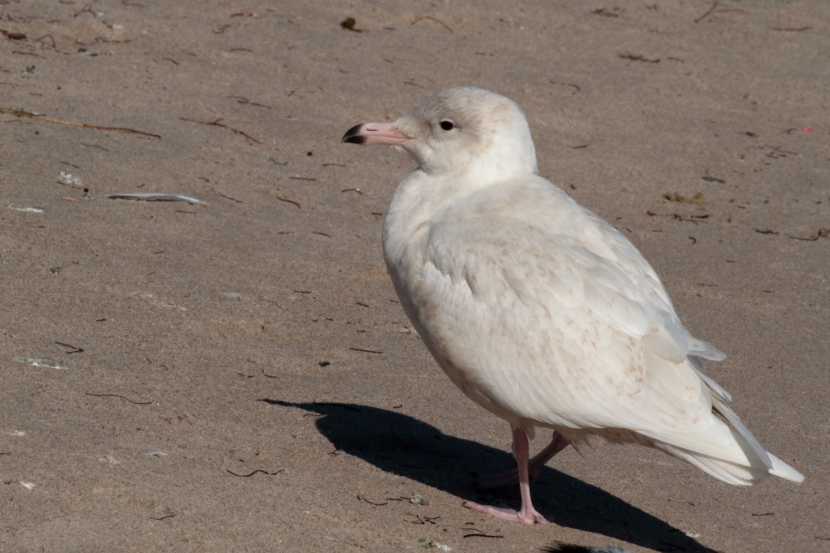Glaucous Gull - Will Chatfield-Taylor