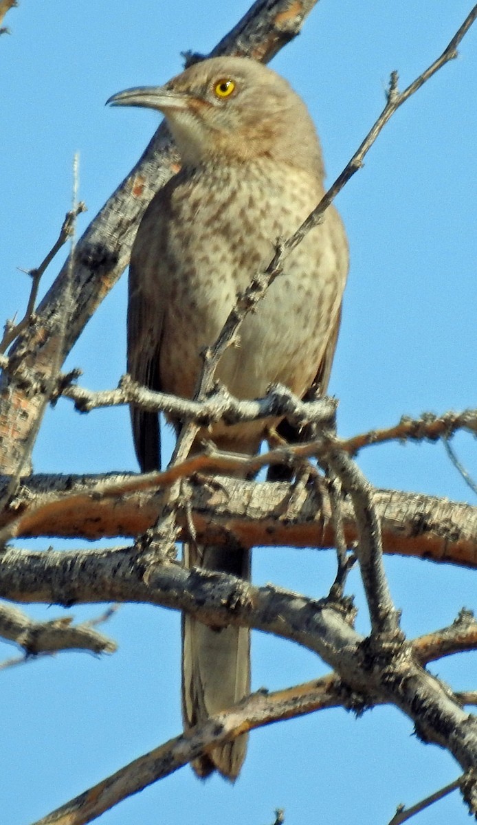 Bendire's Thrasher - ML82246621