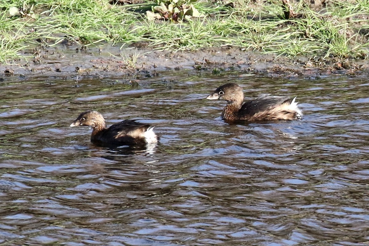 Pied-billed Grebe - Lindsay Story