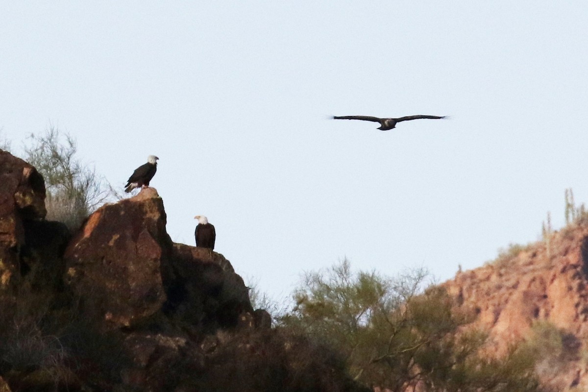 Bald Eagle - Lindsay Story