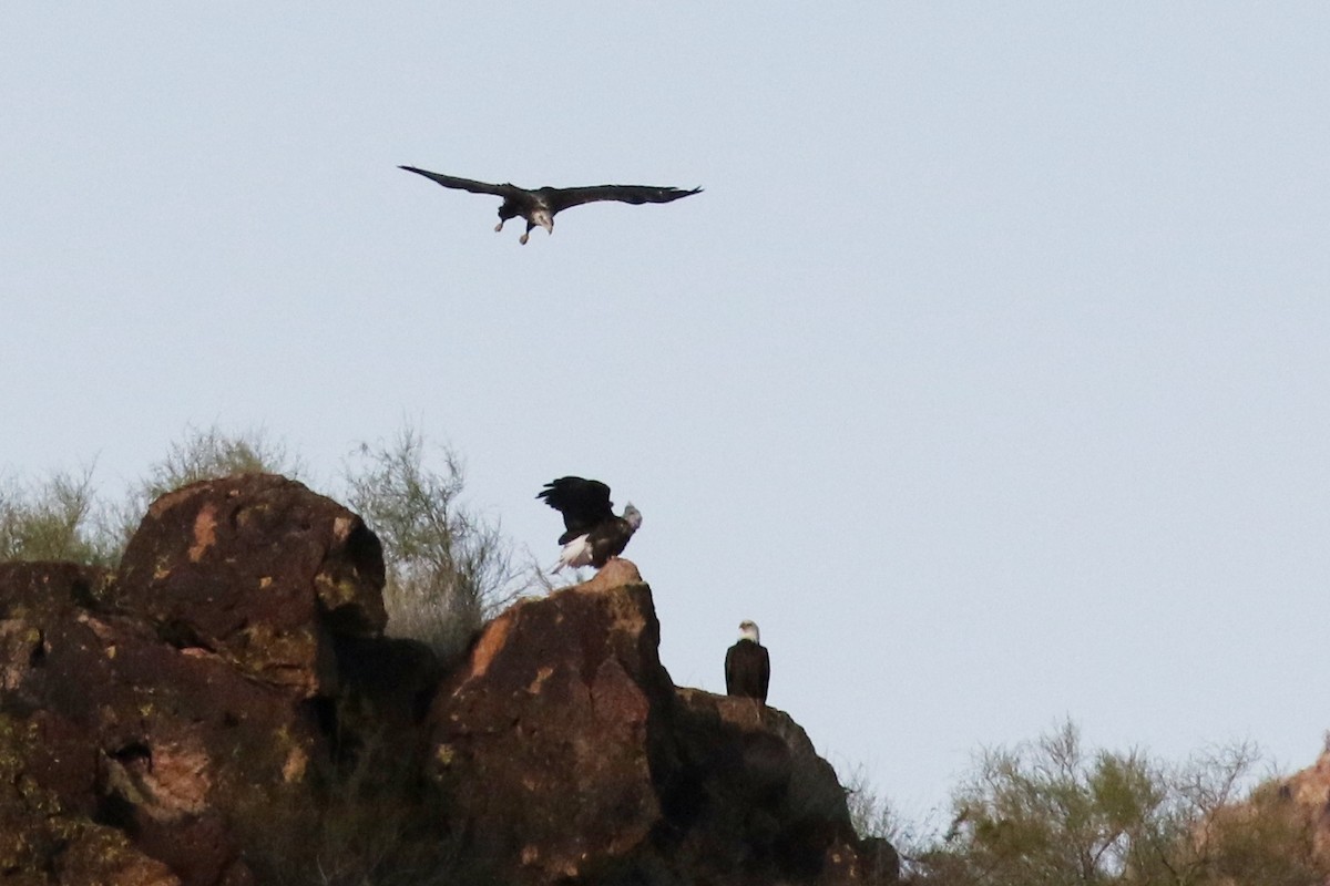 Bald Eagle - Lindsay Story