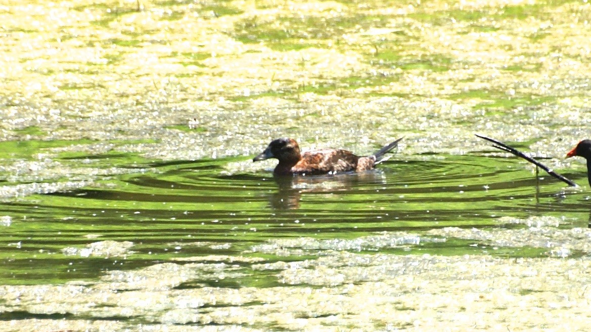 Masked Duck - ML82248031