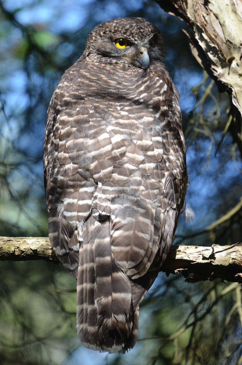 Powerful Owl - ML82248791