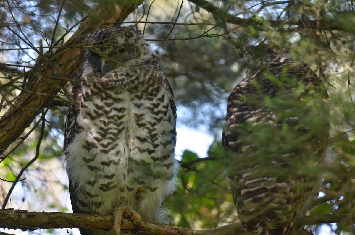 Powerful Owl - ML82248871