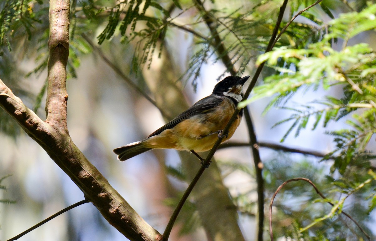 Rufous Whistler - ML82249221