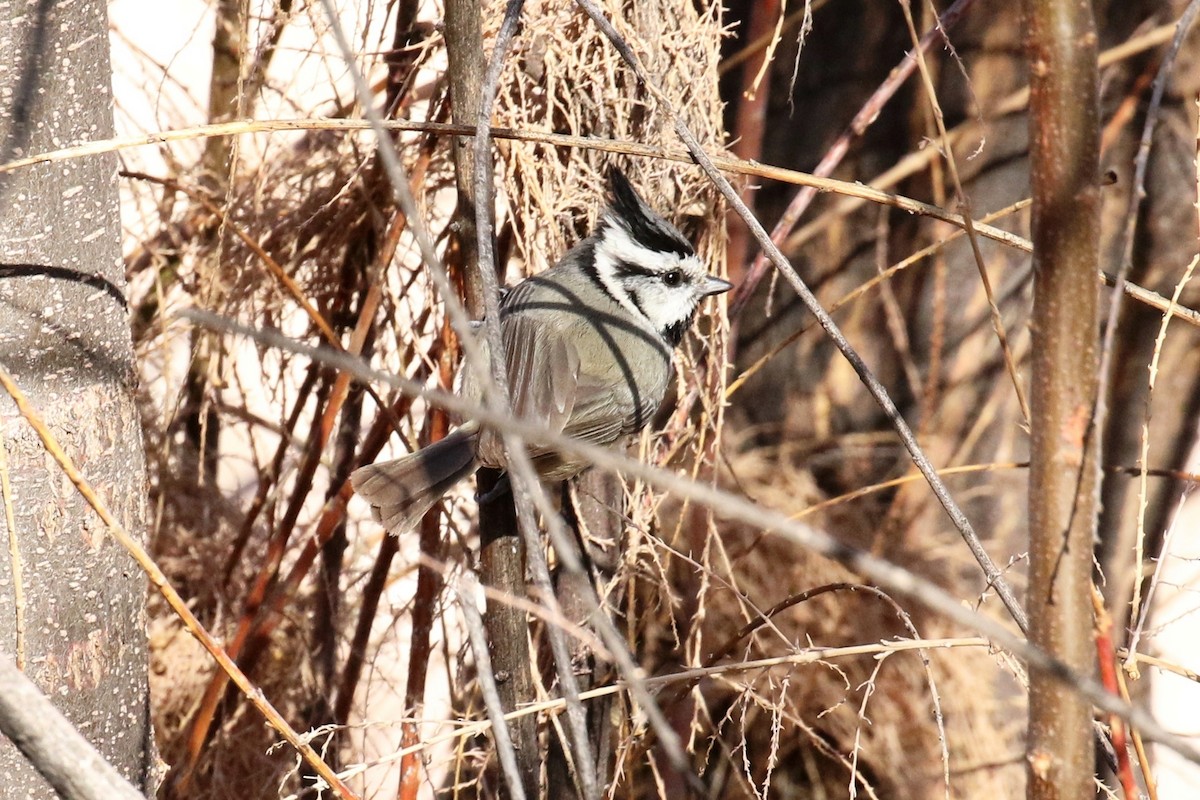 Bridled Titmouse - ML82249501