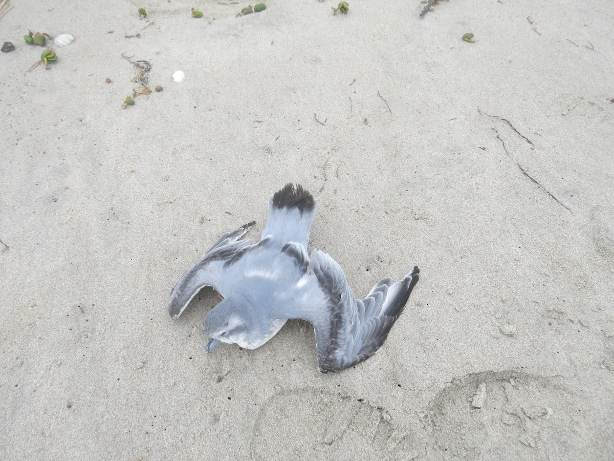 Fairy Prion - ML82250181