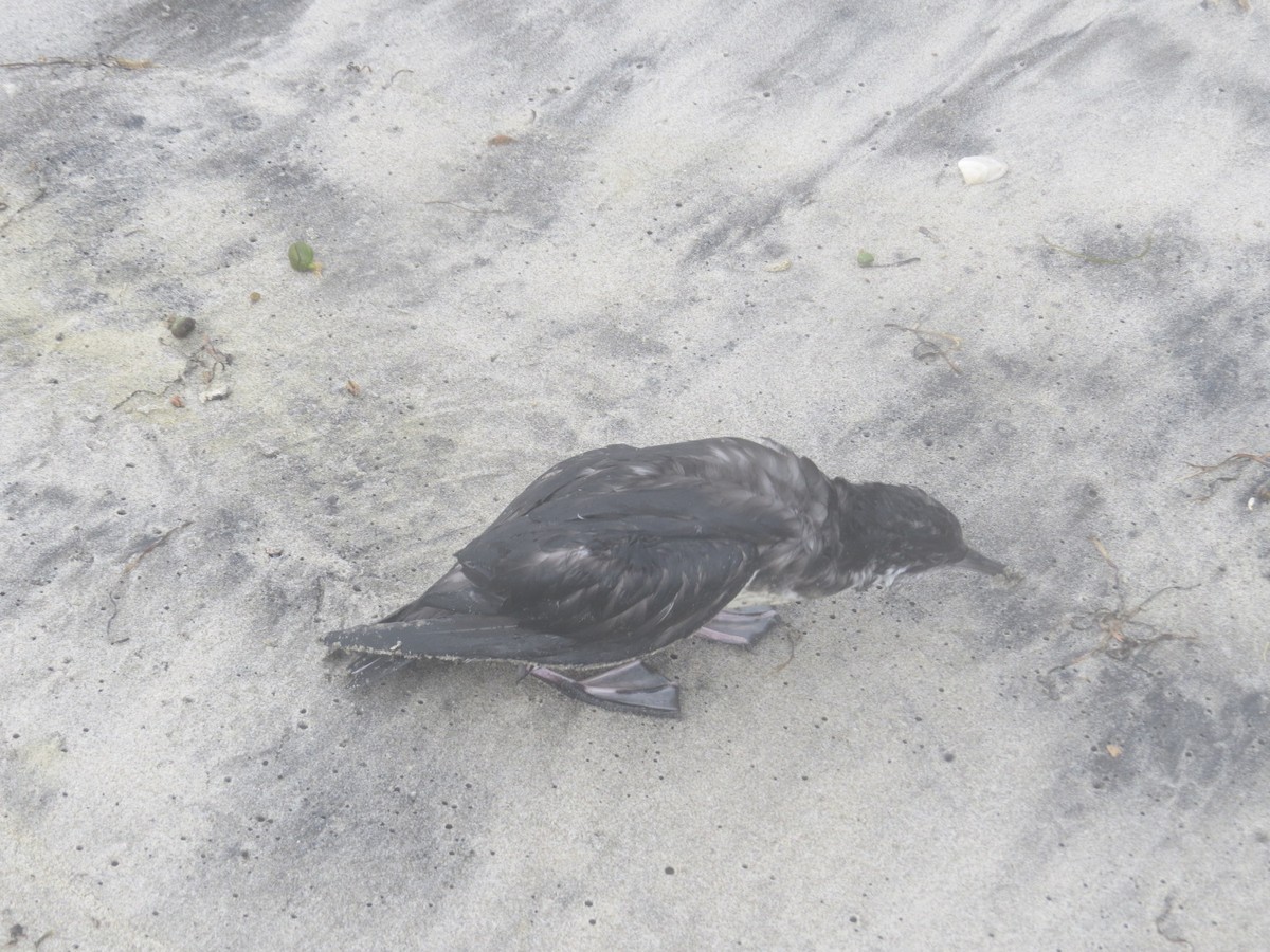 Fluttering Shearwater - ML82250301