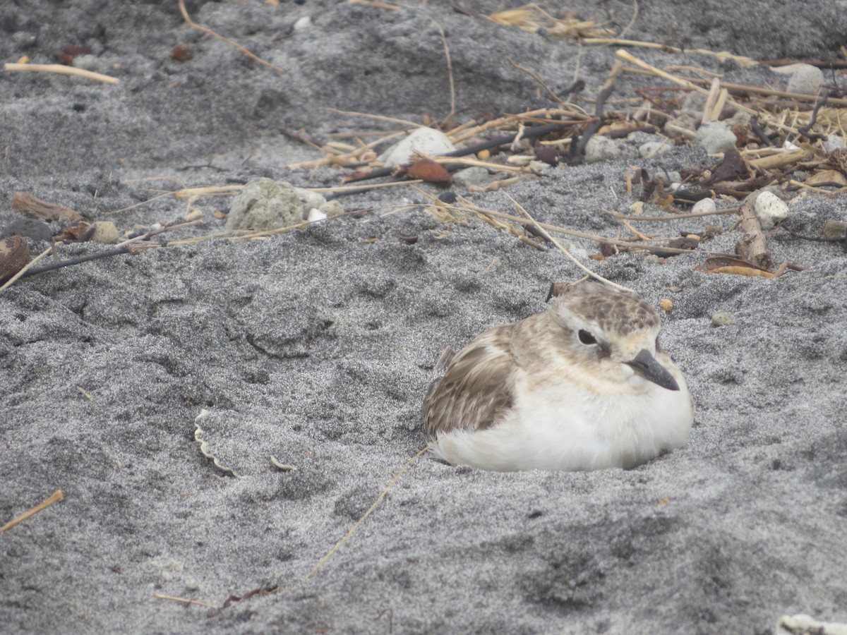 Red-breasted Dotterel - ML82250361