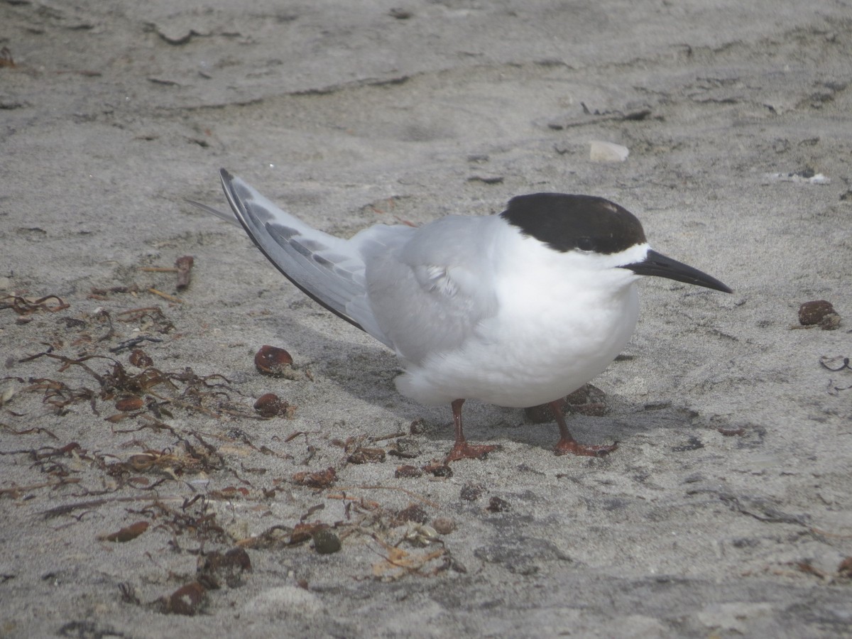 White-fronted Tern - ML82250481