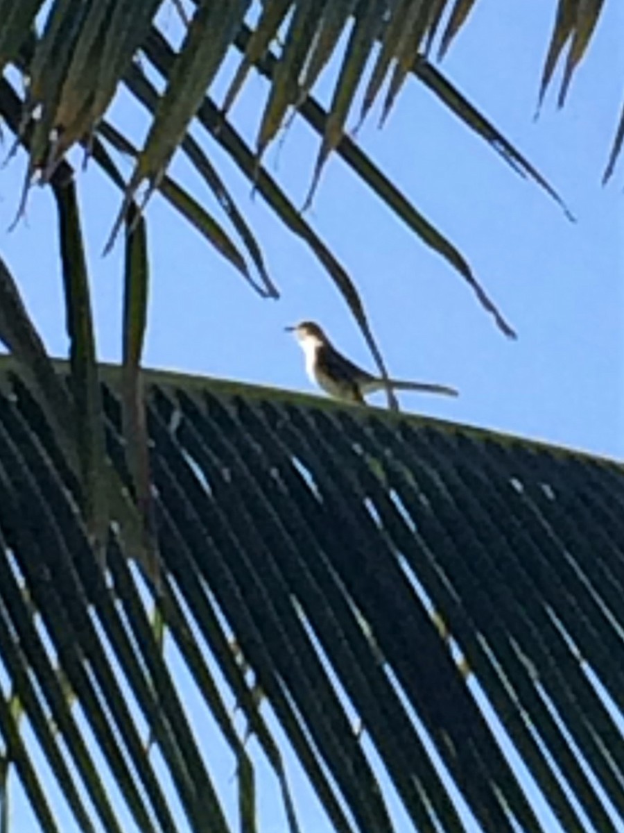 Tropical Mockingbird - ML82252451