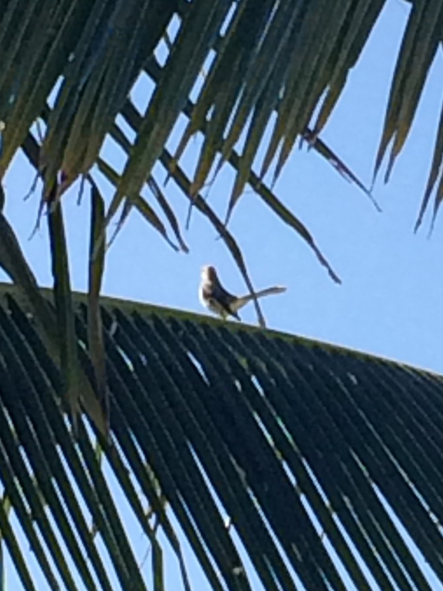 Tropical Mockingbird - Suchithra Prabhu