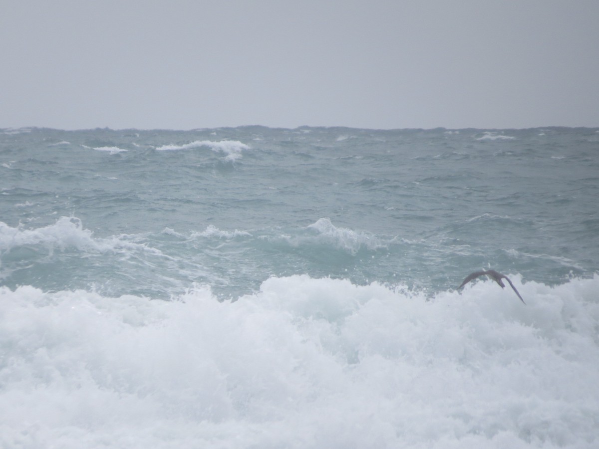 Годон хайлгана - ML82252731