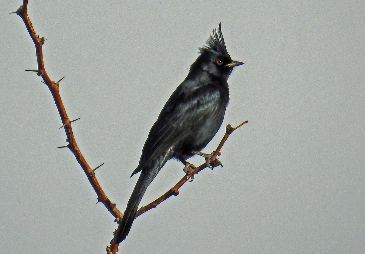 Phainopepla - Jim Scott